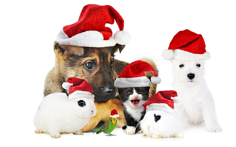 Christmas, cute animals, New Year, puppy, German Shepherd, dog, parrot, rabbit, guinea pig, kitten, HD wallpaper