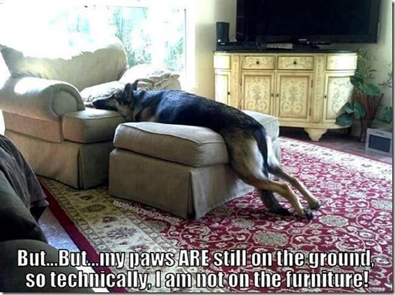 NOT ON THE FURNITURE, FLOOR, DOG, CHAIR, ON, LAYING, HD wallpaper