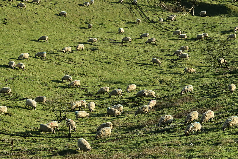 sheeps scattered on green grass field, HD wallpaper