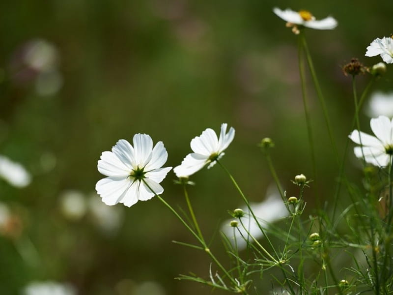 beauty white in the grass, grass, greenery, summer, shrub, cosmos, white, HD wallpaper