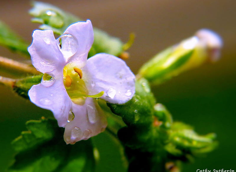 Sprinkles of Rain Grace A Flower, flower, nature, water, drops, HD