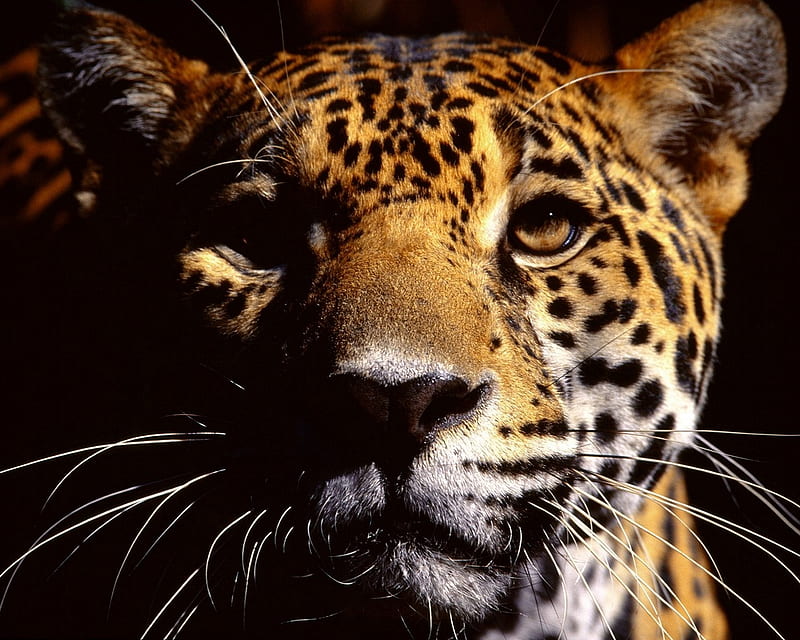 Leopard, pattern, whiskers, spots, ears, desenho, cat, fur, HD wallpaper