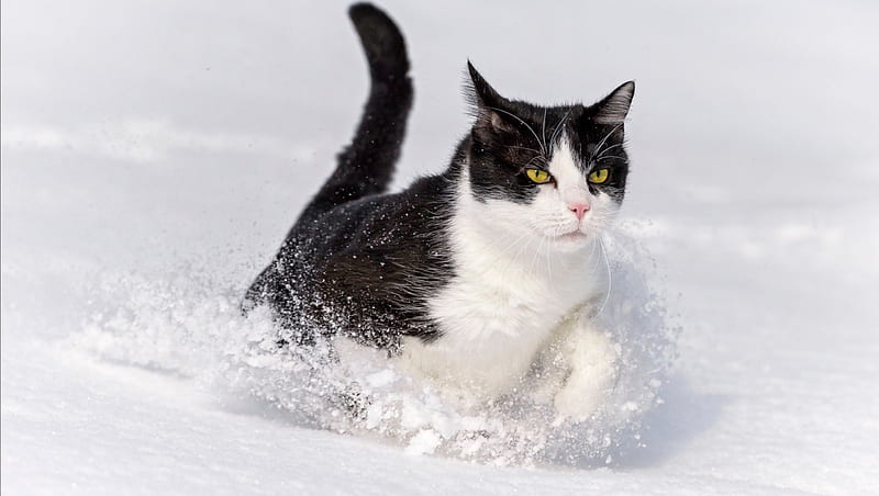 Cat through the Snow, nature, cat, snow, winter, HD wallpaper | Peakpx