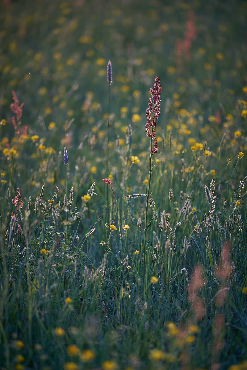 grass, field, plants, summer, HD phone wallpaper