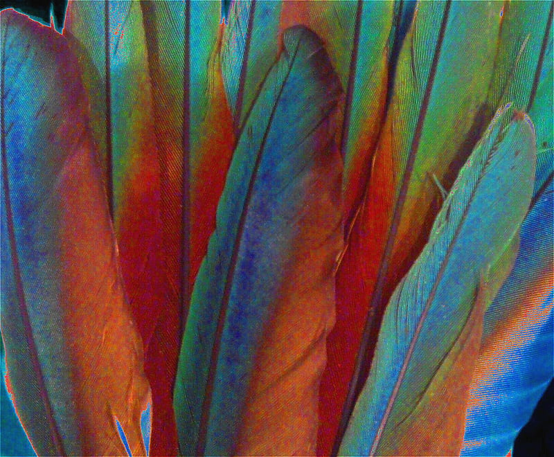 My Macaw's Pretty Tail Feathers, green, orange, blue, feathers, HD wallpaper