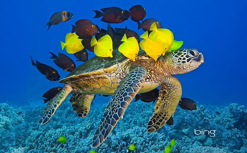 Green sea turtle being cleaned by reef fish off the Kona Coast Big Island  Hawaii, HD wallpaper | Peakpx