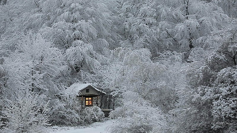 Tiny Cabin in the Woods, house, cottage, woods, cabin, lights, cold, homey, frost, forest, vacation, cozy, warm, window, country, trees, winter, snow, HD wallpaper