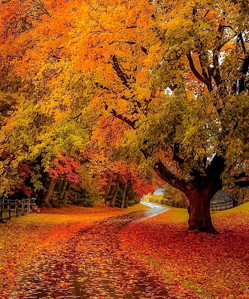Autumn landscaping, art, autumn, bonito, fall, landscapes, nature, orange, serene, trees, HD phone wallpaper