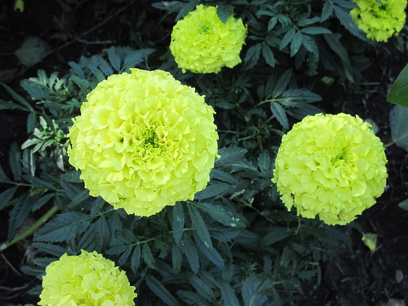 A shiny day at Edmonton garden 16, graphy, green, yellow, Dahlia, garden, Flowers, HD wallpaper