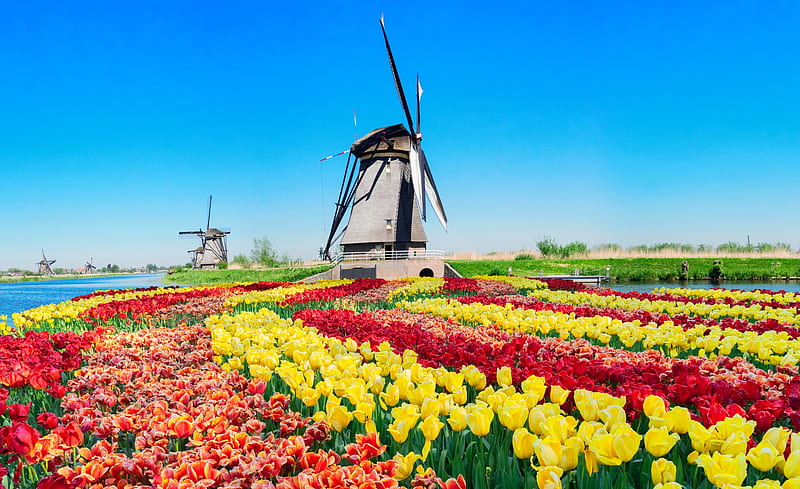 Dutch windmill, colorful, windmill, Holland, dutch, tulips, spring, sky, Netherland, flowers, HD wallpaper