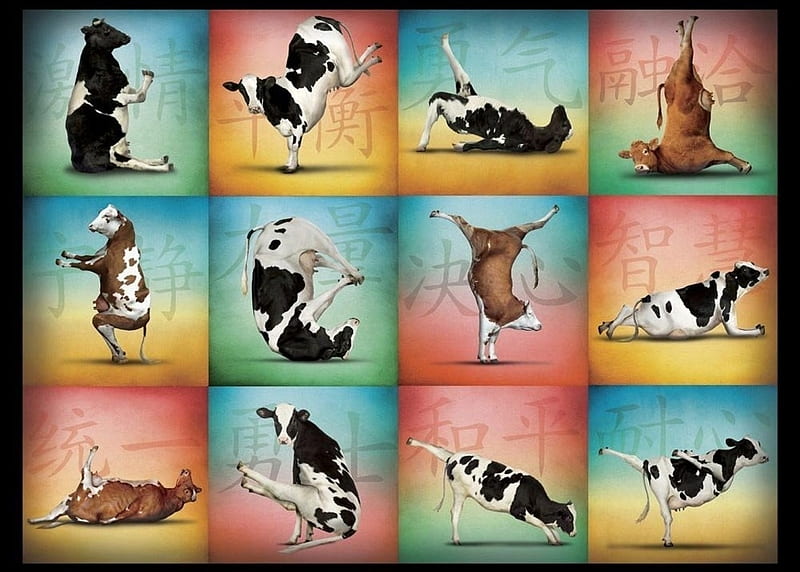D, colorful, fantasy, cow, funny, vaca, collage, yoga, HD wallpaper | Peakpx