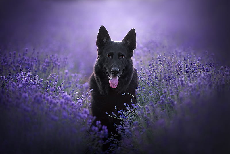 Purple store german shepherd