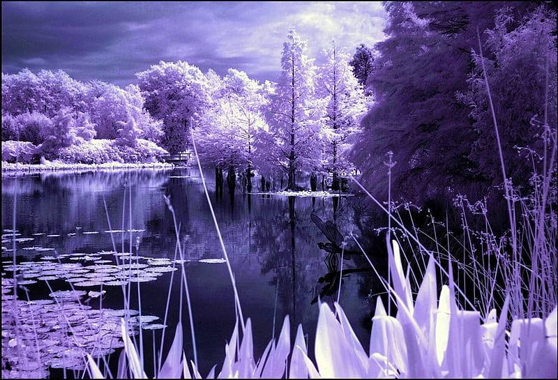 ✰Purple Lake at Dusk✰, rocks, pretty, wonderful, dusk, clouds, Arboretum, sweet, splendor, love, infrared, evening, lovely, sky, trees, water, cool, splendidly, awesome, colorful, North Germany, bonito, twilight, graphy, leaves, waterscapes, magnificent, miracle, light, amazing, lakes, shadow, colors, plants, nature, reflections, HD wallpaper