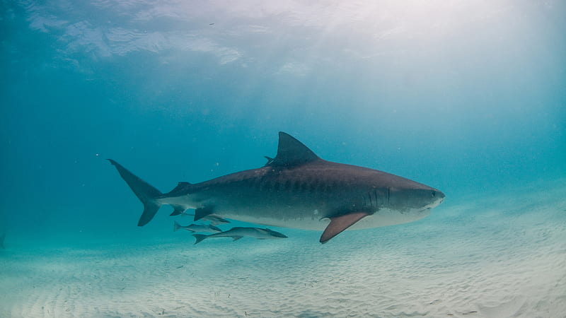 Schooling Of Shark Fishes Underwater Sunlight Shark, HD wallpaper
