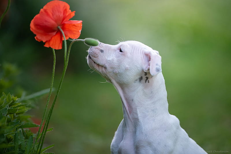 Dogs, Bull Terrier, Dog, Pet, Poppy, Staffordshire Bull Terrier, HD wallpaper