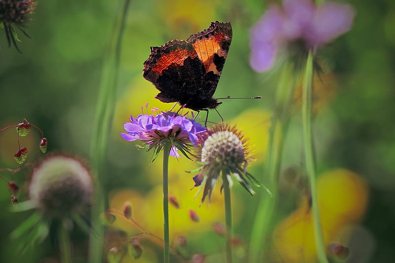 Animal, Butterfly, Flower, Insect, Macro, HD wallpaper