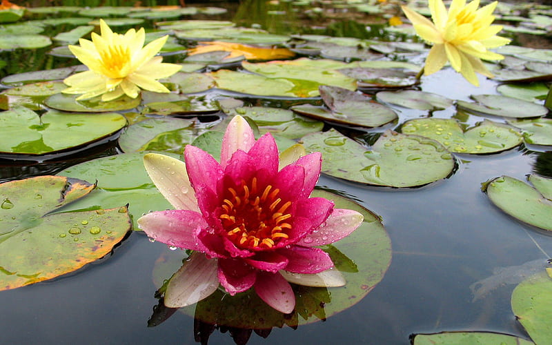 Pond lilies- Flower, HD wallpaper
