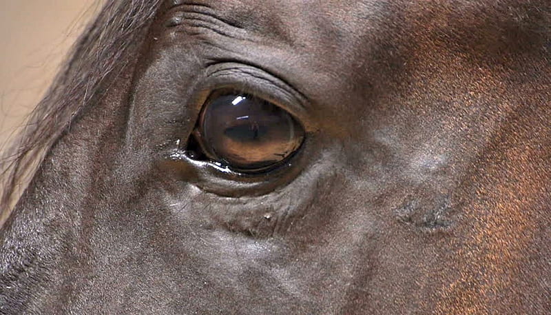 Horses Eyes, bonito, Horse, Animals, Eyes, HD wallpaper Horses Eyes, bonito, Horse, Animals, Eyes, HD wallpaper