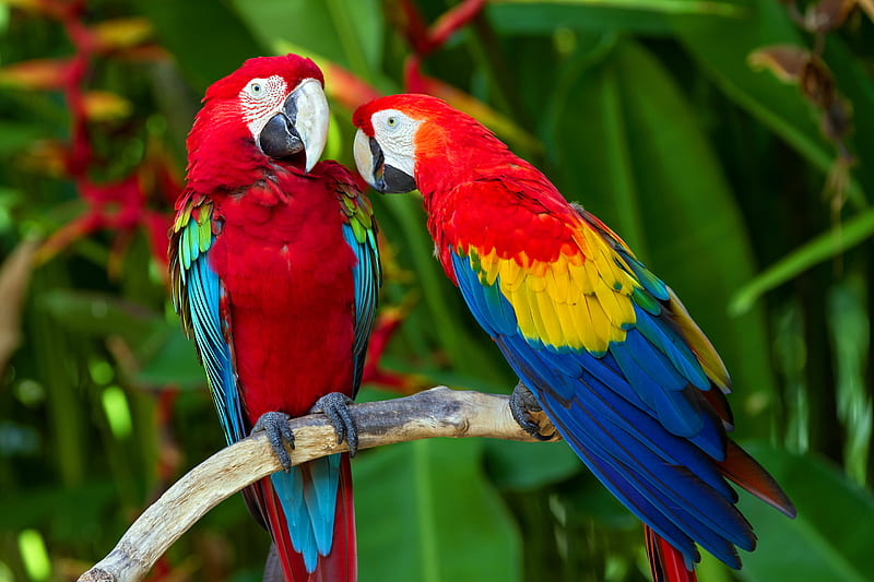 Pair Of Macaws, bali, birds, colorful, kakadua, nature, parrots, wildlife, HD wallpaper