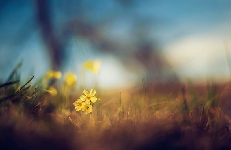 Depth of Nature, blur, yellow, flowers, nature, HD wallpaper