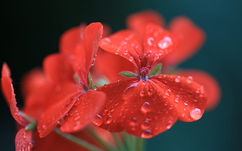 geranium red drops-Plants, HD wallpaper