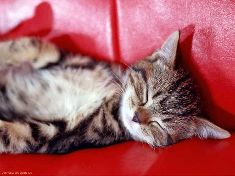 sleeping kitten, cute, leather, kitten, sleeping, red sofa, HD wallpaper