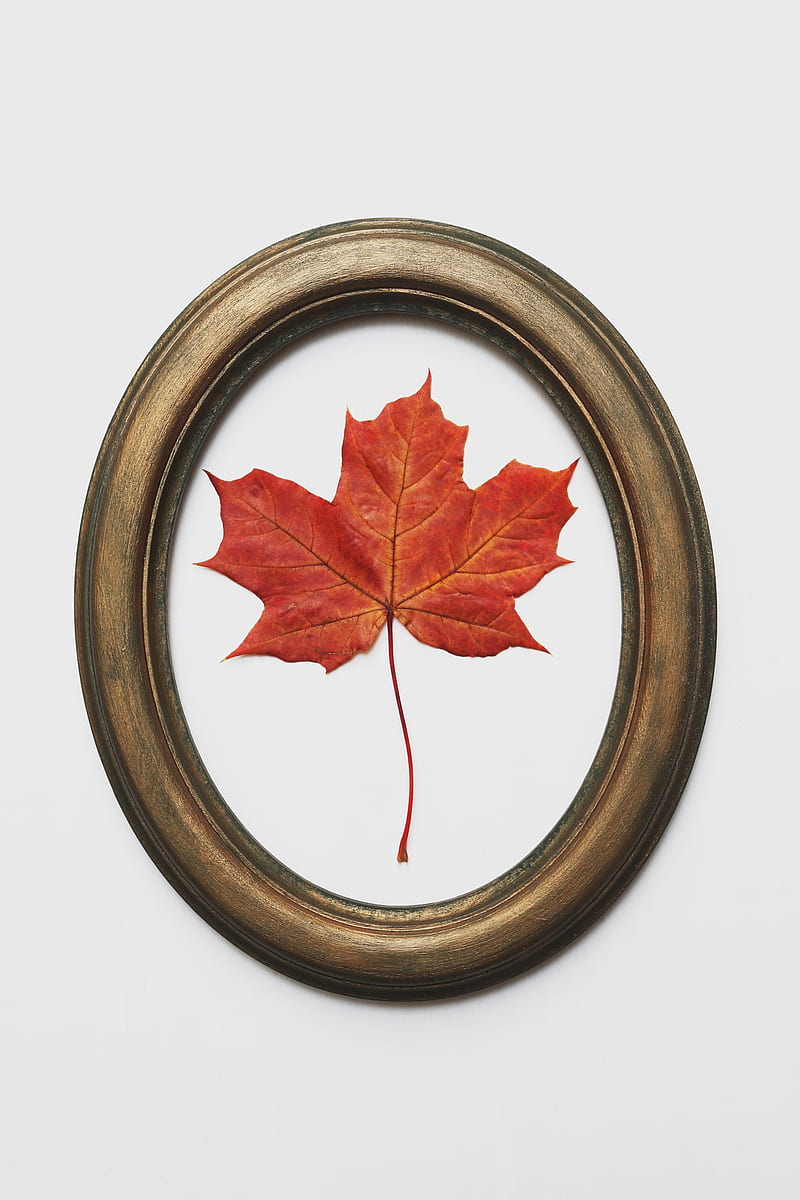 leaf, maple, dry, red, frame, decoration, HD phone wallpaper