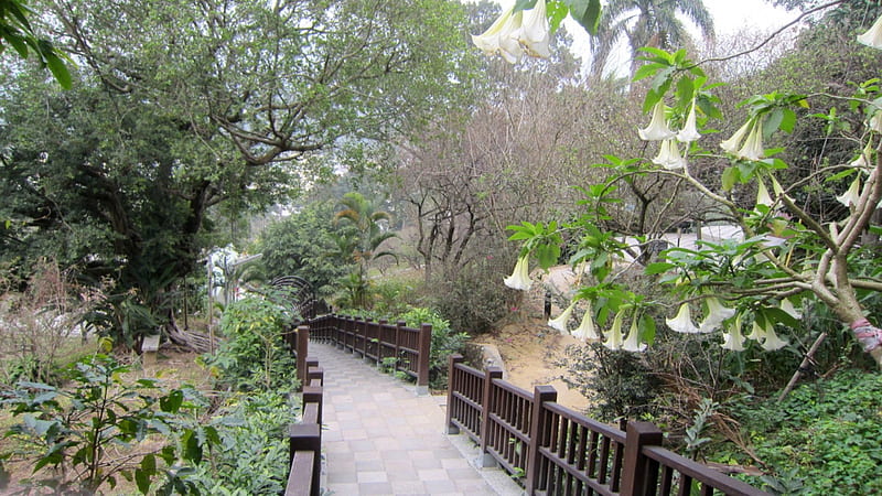 Plum park, Datura arborea L, tree, flower, path, HD wallpaper