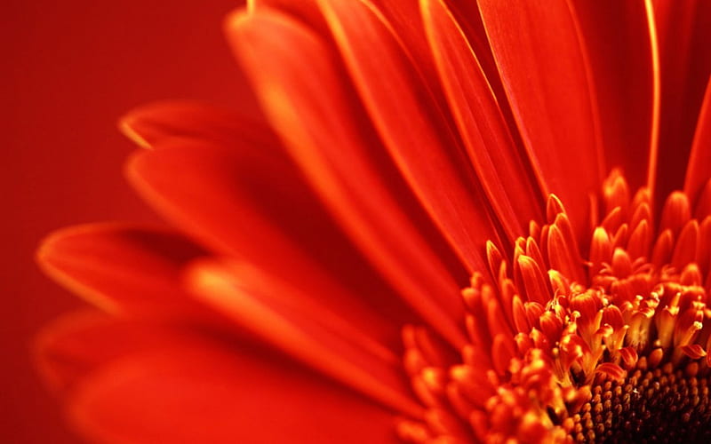 Red petals, close up, flower, marco, gerbera, petal, HD wallpaper