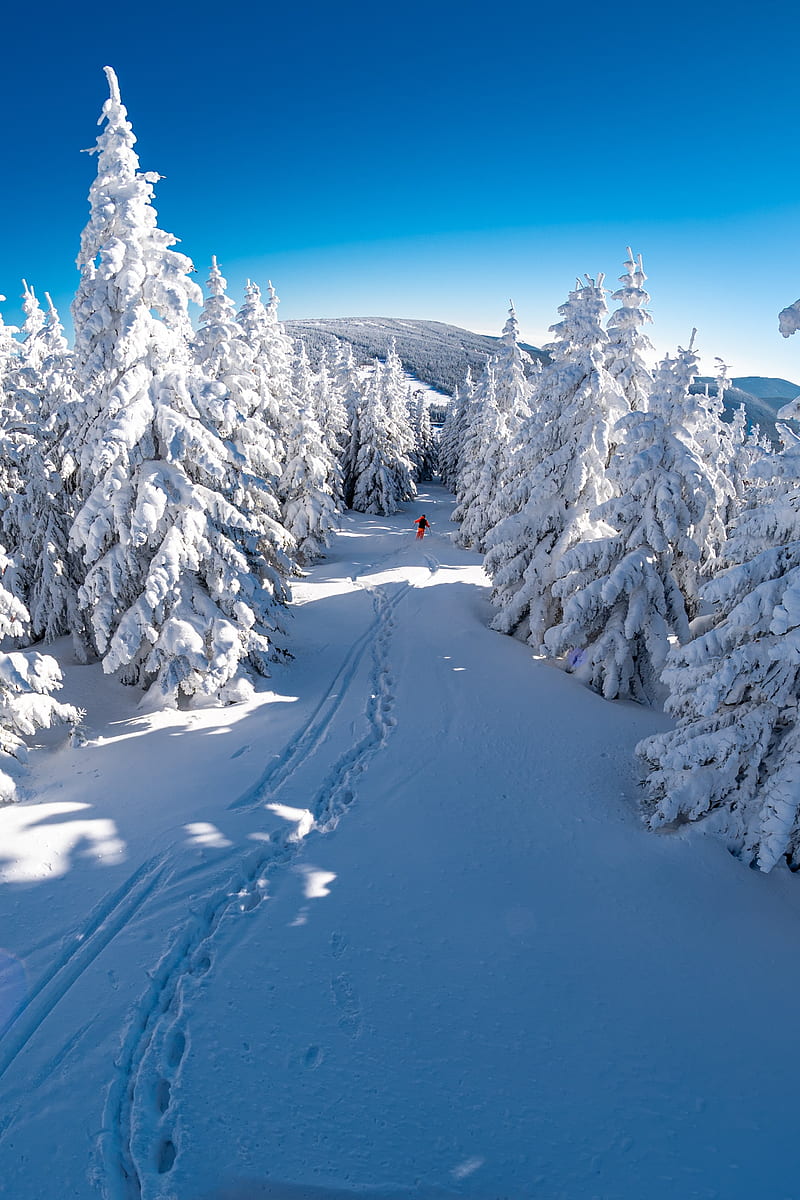skier, snow, trees, descent, mountain, winter, HD phone wallpaper