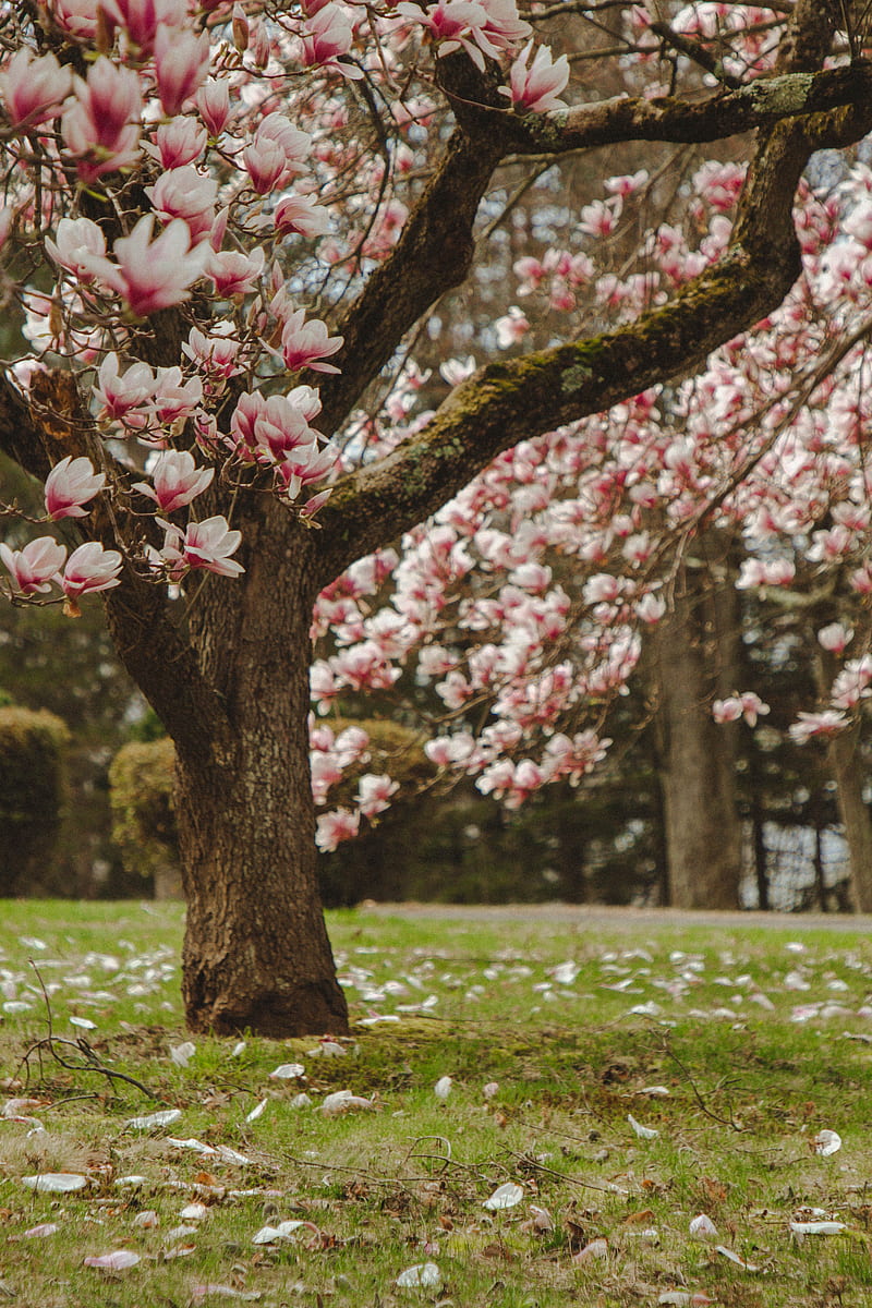 magnolia, tree, flowers, pink, bloom, HD phone wallpaper