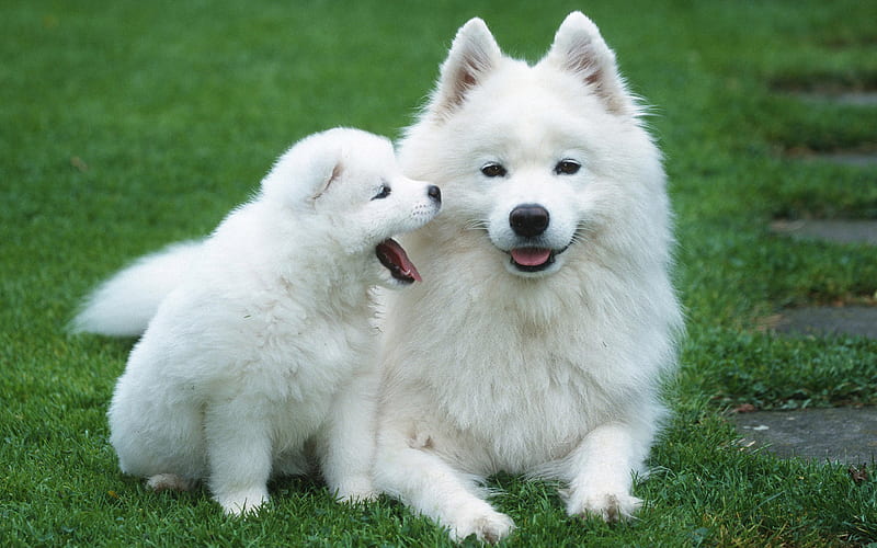 samoyeds, family, cute white dogs, pets, fluffy white puppy, dogs, HD wallpaper