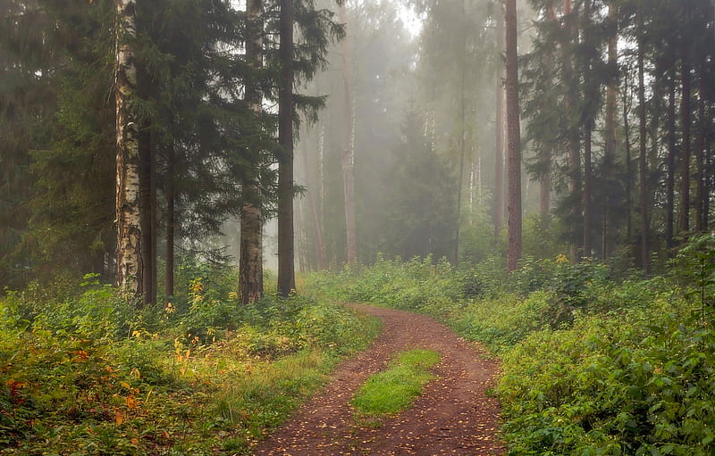 Mist is coming, forest, nature, tree, mist, HD wallpaper | Peakpx
