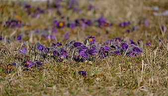 Página 3 | Palabras clave de fondo de pantalla: flores de anémona | Peakpx