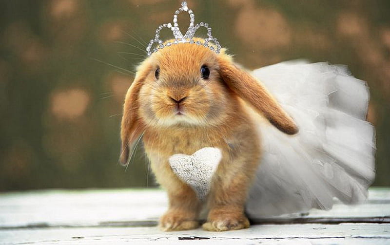 Ballerina Bunny, cute, rabbit, ballerina, adorable, bunny, easter, princess, sweet, HD wallpaper