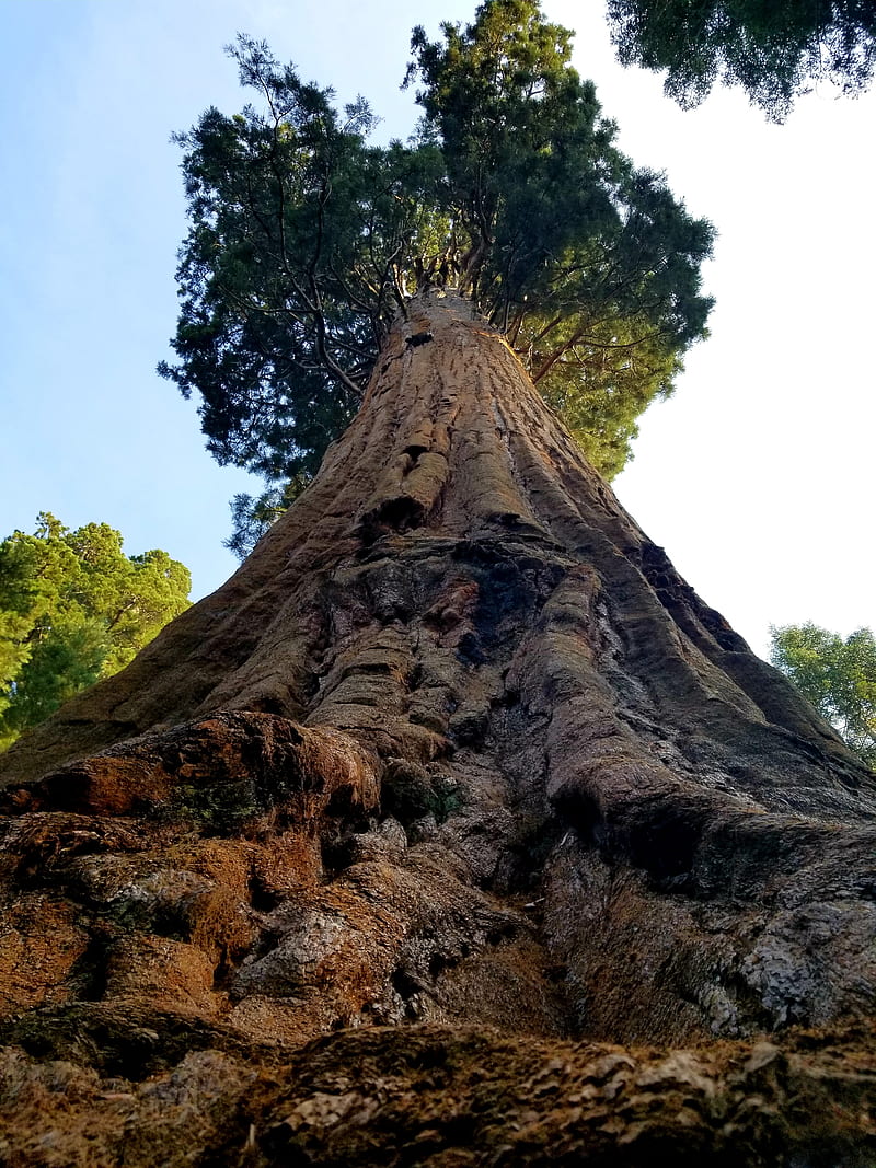 sequoia, giant sequoia, nature, HD phone wallpaper