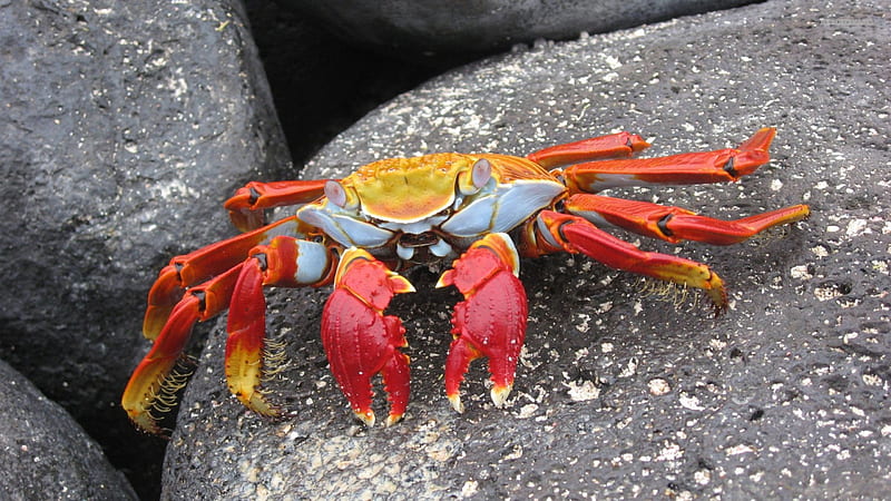 Red Rock Crab, Found Pacific coast of Central and South America, Feeds on algae primarily, Grapsus grapsus, Crustacea, HD wallpaper