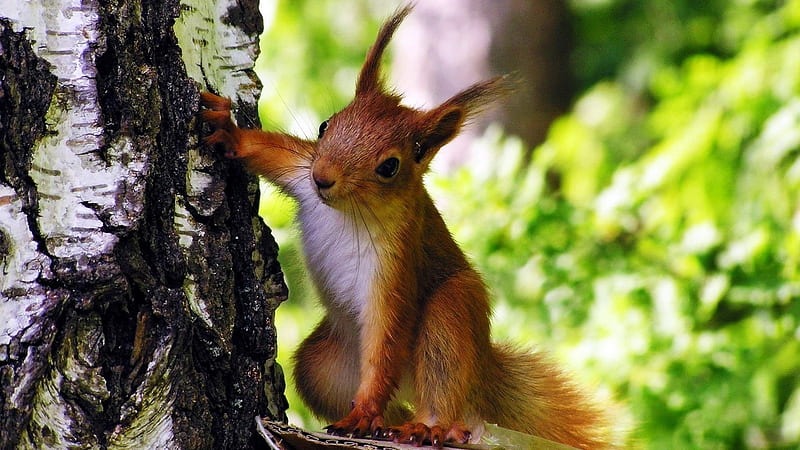 squirrel on a tree-Animal Wizard graphy, HD wallpaper