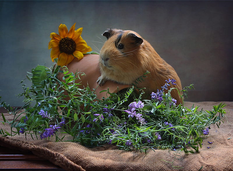 Animal, Guinea Pig, Flower, Rodent, HD wallpaper