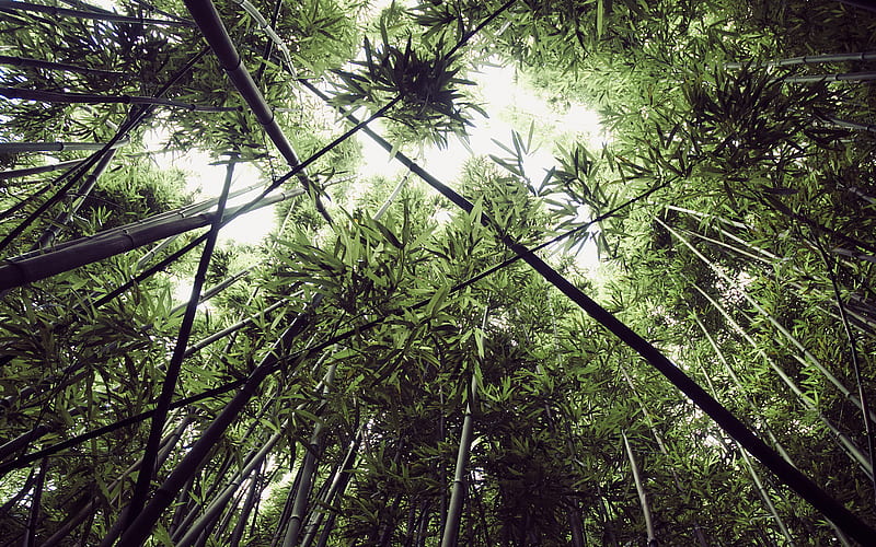 Earth, Bamboo, Forest, Greenery, Hawaii, HD wallpaper