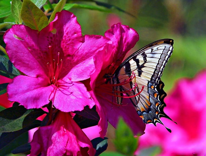 FUSCHIA FANTASY, hibiscus, flowers, gardens, cerise, butterflies, pink, swallowtails, HD wallpaper