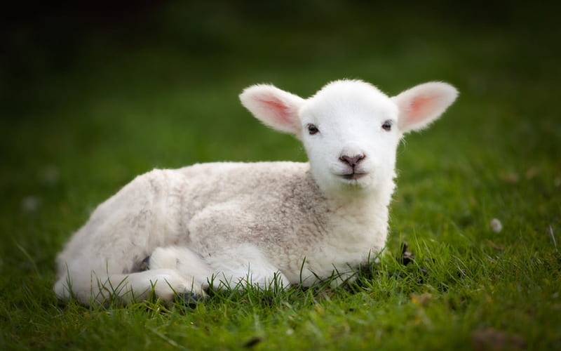 Baby sheep, cute, sheep, sweet, animal, HD wallpaper