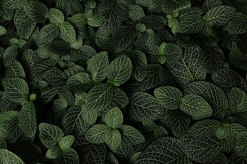Earth, Plant, Greenery, Leaf, HD wallpaper | Peakpx