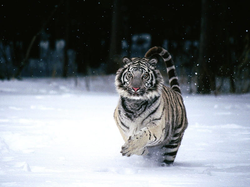 Snow tiger running-Animal World Series, HD wallpaper