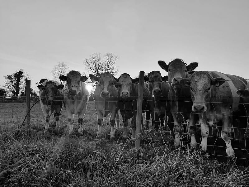 Cows in field, bovine, cattle, cow, dairy farm, farm, HD wallpaper