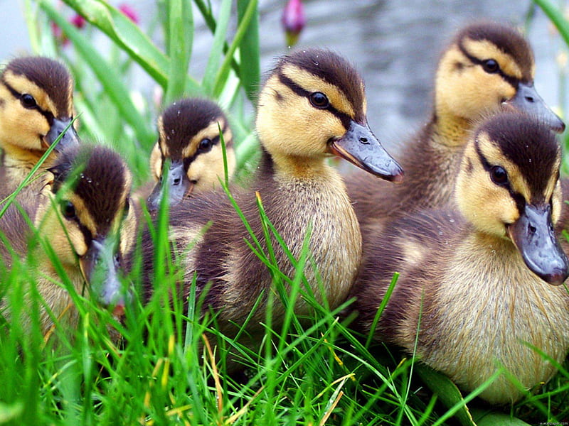 Little Ducks, little, grass, wild, ducks, lacke, HD wallpaper