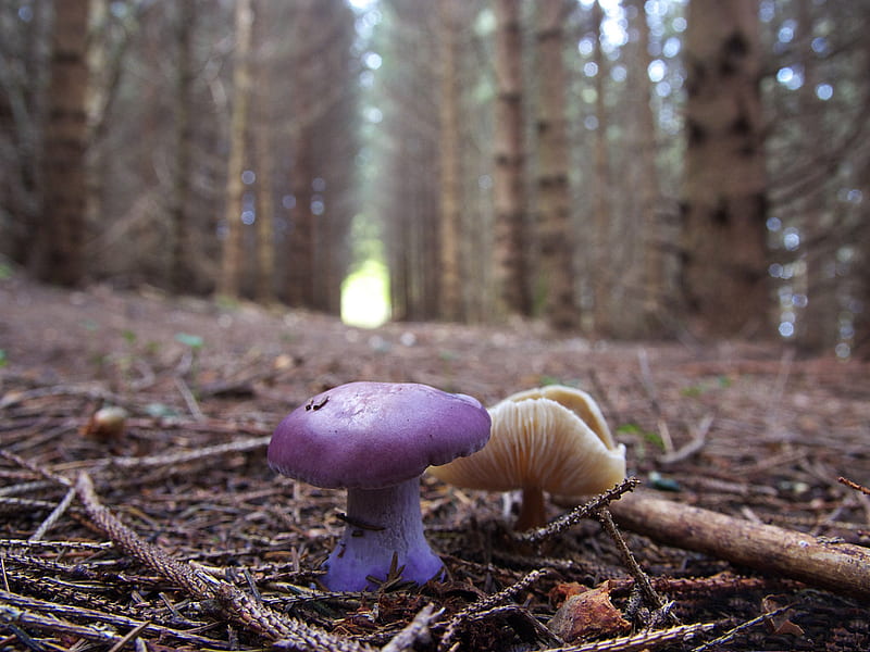 Amethyst deceiver, forest floor, mushrooms, fungi, purple mushroom, HD wallpaper