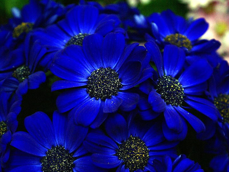 Royal Blue, flowers, blur, effect, nature, blue, HD wallpaper | Peakpx