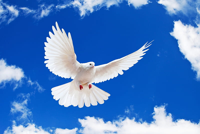 White Dove Peace, white dove, HD wallpaper