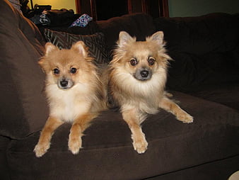 are german spitz puppies lazy